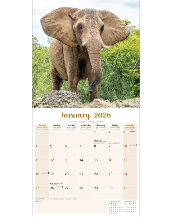 Kalender 26 Elephants as – Bild 3