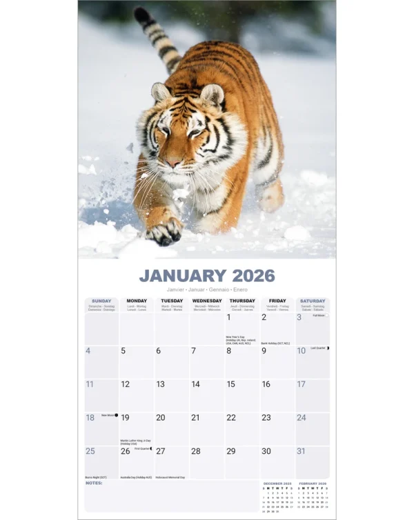 Kalender 26 Tigers as – Bild 3